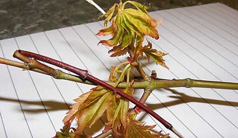 Is this Acer die back, one listener asks...