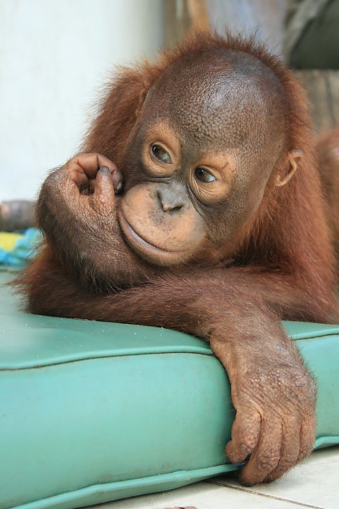 A future eureka orangutan