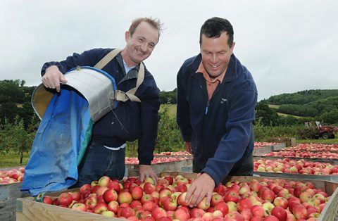 Steve and John, the foreman, with their harvest of Discovery apples