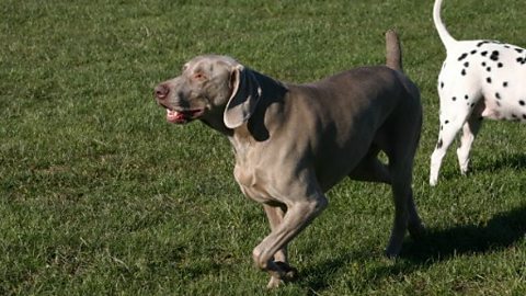 Topic Today - Stuff only your dog can do 