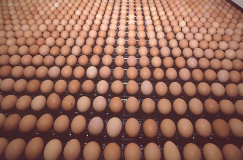 1,254 Eggs.