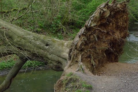 This fallen tree is still alive...