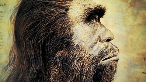 Homo neanderthalensis 