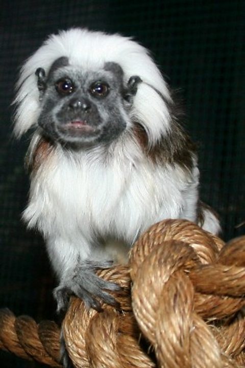 Jack, the psychic Cotton-top Tamarin 