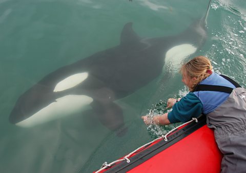 Ingrid Visser playing with an orca