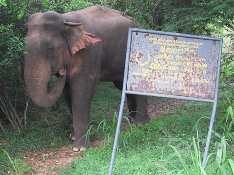 An Elephant