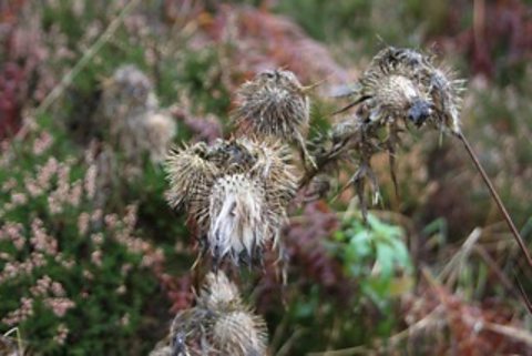 Thistles