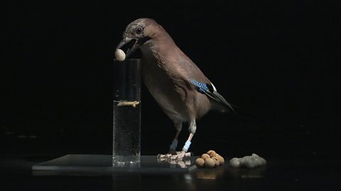 Romero the Eurasian Jay