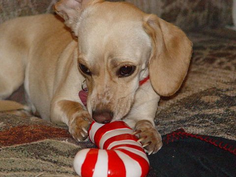 Topic Today - Christmas presents for pets.