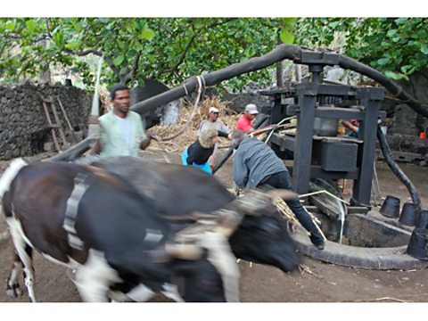 Bulls operating an ancient sugar press in Cape Verde