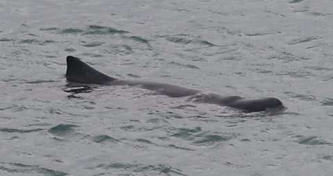 Dwarf Sperm Whale