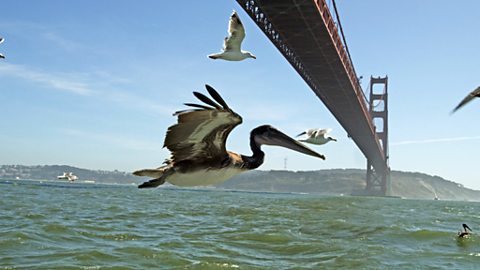 Pelican in flight over San Francisco