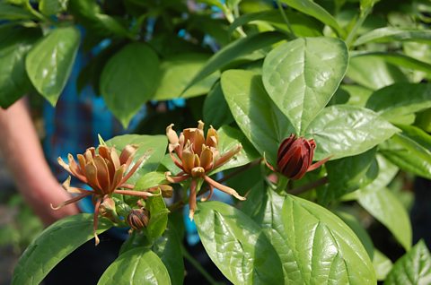 Caroline allspice