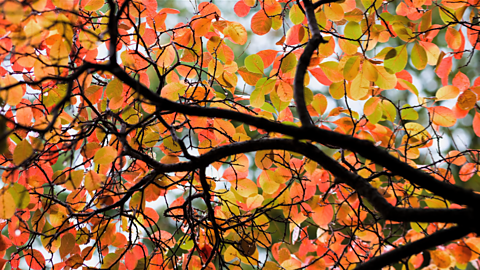 Autumn Leaves Wallpaper