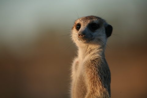 A meerkat tutor
