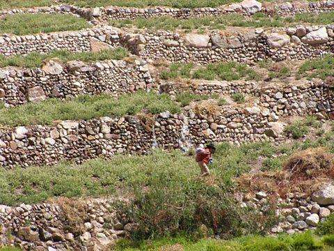 Terrace irrigation at Camilaca