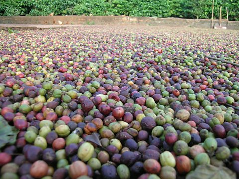 Coffee cherries.