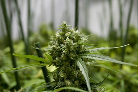 A high grade Californian bud
