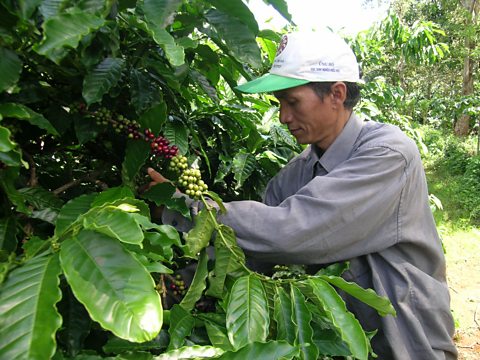 Farmer with coffee trees.