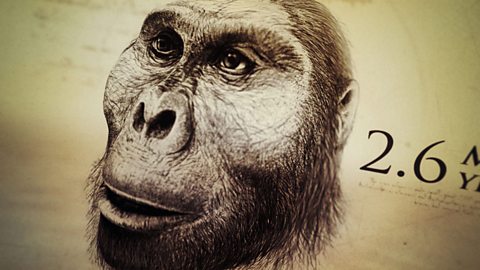 Paranthropus boisei