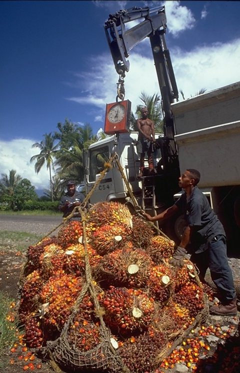 Oil Palm Fruit Bunches