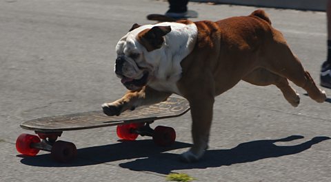 Tillman the skateboarding dog