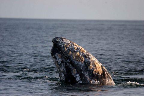 Gray Whale