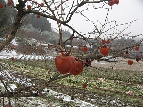 Fruit and vegetables remain unpicked due to comtamination fears