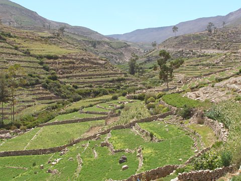 Terraced agriculture at Borogena