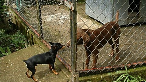 Topic today - Putting dogs in kennels.