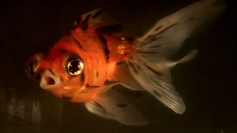 Gilbert the goldfish