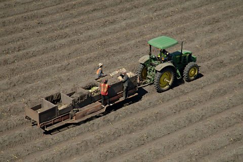 Asparagus farming in the Delta