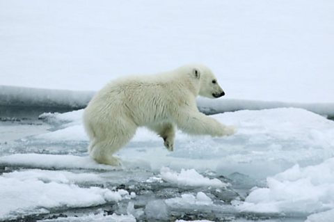 A polar bear cub