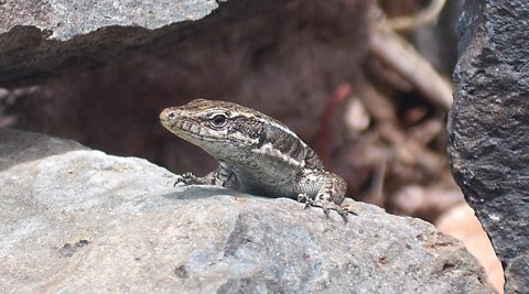 Lizards may enjoy the future British climate