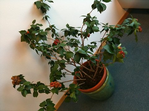 Now that's an office plant - a happy one in Kofi Annan's office