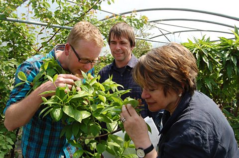 Mark Diacono, Martin Crawford and Sheila Dillon with the Carolina allspice plant