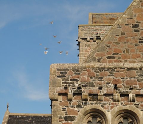 Doves