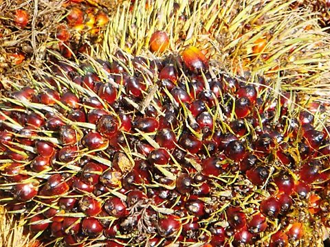 Oil Palm Fruits
