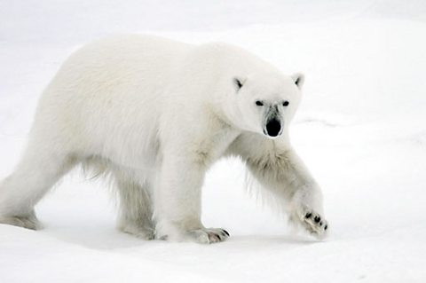 An adult polar bear