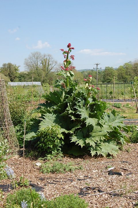 Himalayan rhubarb