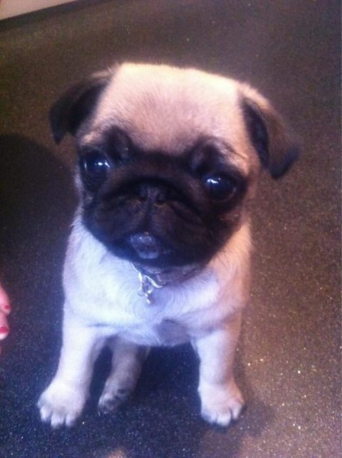 Puglife: Betsy the pug 