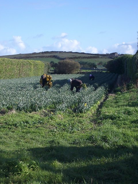 Keith Lowe and colleagues picking scented narcissi on St Martin’s