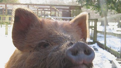 PAUL'S PIG TOM