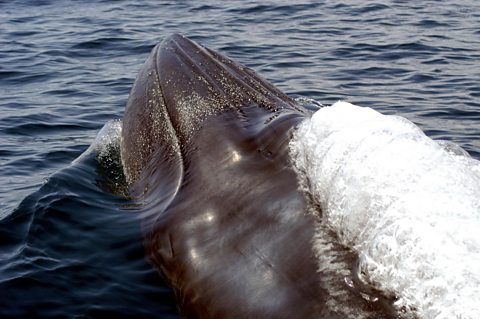 Bryde's Whale