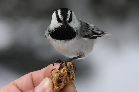 Super smart mountain chickadee