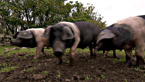 Royal Highland Show Food Challenge