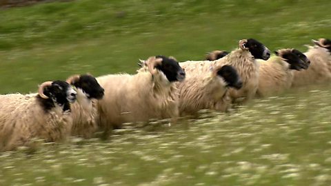 Royal Highland Show Food Challenge