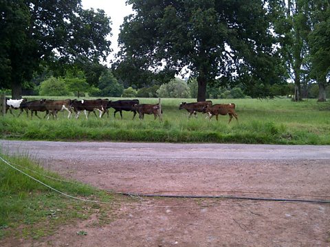 Rambling Cows