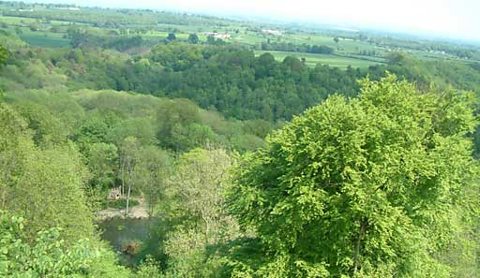 The view across Hackfall Wood
