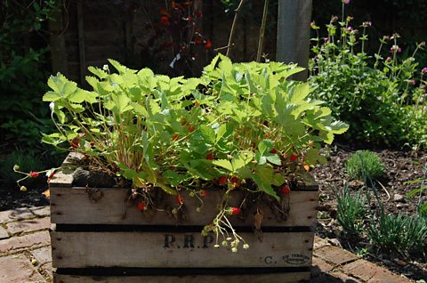 Mignonette strawberries at Otter Farm